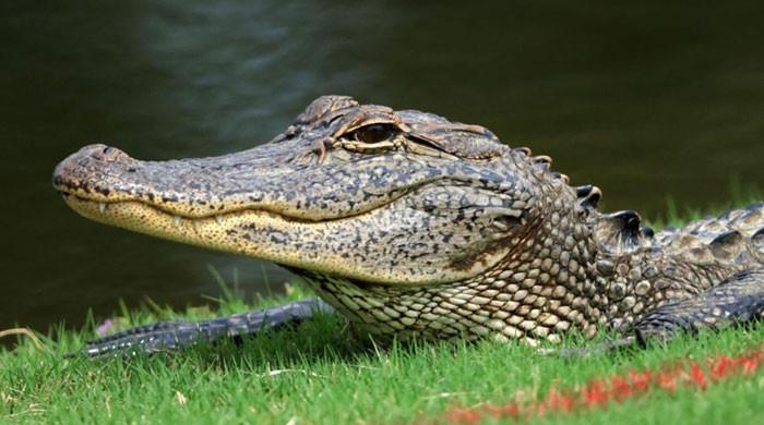 Video Massive Alligator Seen Strolling In Suburban Houston 4506