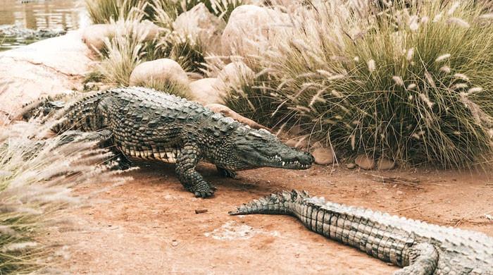 Woman Takes Crocodile For Stroll In Viral Video 8377