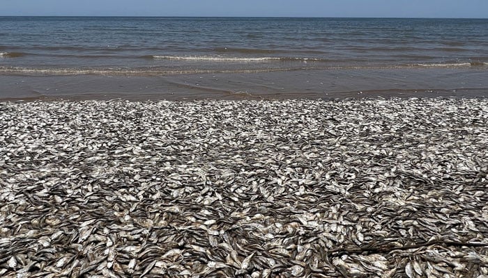 Texas beachgoers find odd attraction at Quintana Beach