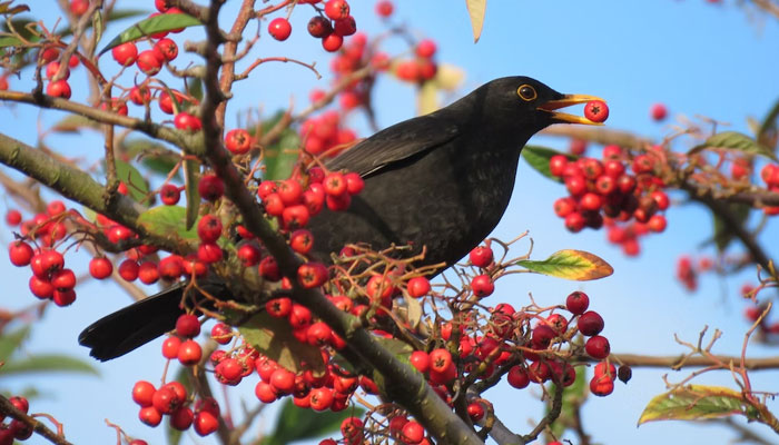 This representational picture shows a blackbird holding a berry in its beak. — Unsplash/File