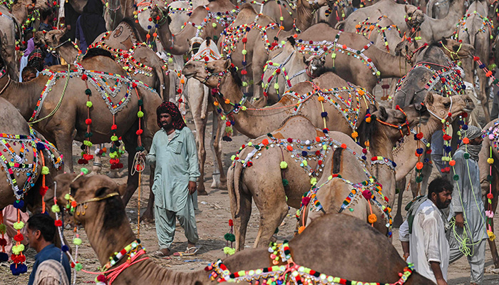 Livestock vendors and customers walk amid sacrificial camels at a cattle market ahead of the Muslim festival of Eid al-Adha in Lahore on June 25, 2023. — AFP