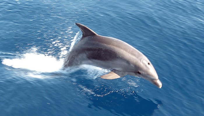 Dolphin Attacks Leave 4 Swimmers Injured