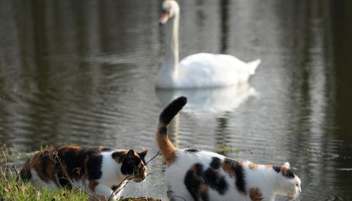 An image of cats in front of a swan at a pond in the Polish village of Popielarze. — AFP/Files