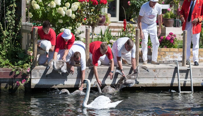 First Swan Upping of King Charles reign begins