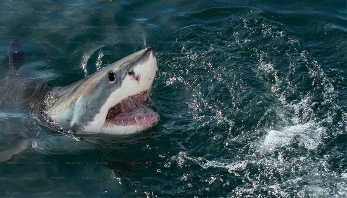 Bu temsili resim, okyanusta bir köpekbalığı saldırısını göstermektedir.  — Sıçramayı Kaldır/Dosya