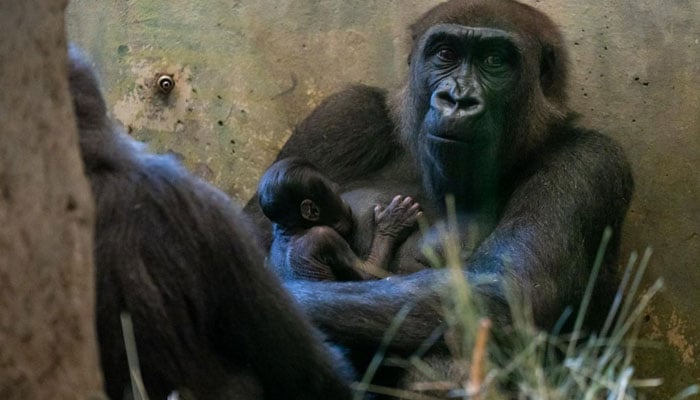 Ohio Hayvanat Bahçesindeki erkek gorili sürpriz bir sürprizle sağlıklı bir bebek doğurdu.  Twitter/SpectrumNews1WI