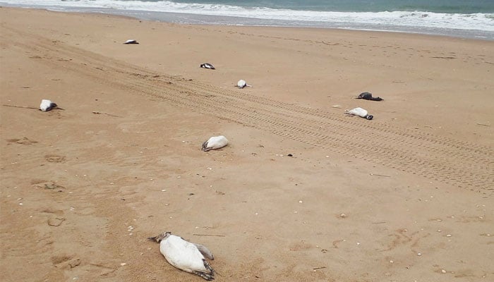 This picture shows dead penguins scattered on a beach in Uruguay. — Twitter/@GlobalWatchCGTN