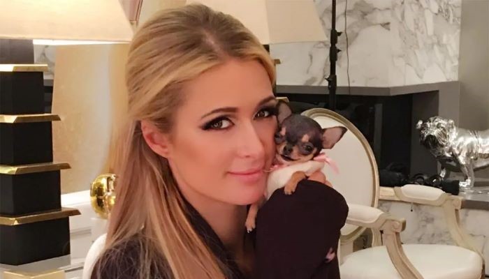 Paris Hiltons Instagram fans help name her teacup puppy, Prince Tokyo Gizmo Hilton