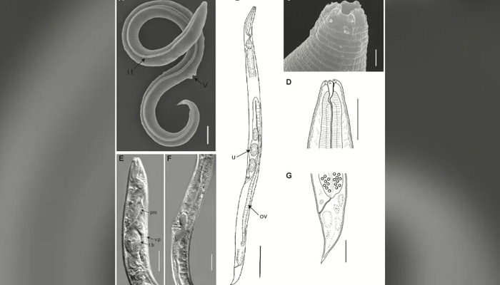 Images of the worm. — PLOS Genetics