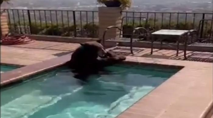 VIDEO: Bear cools off in pool as California battles extreme heatwave