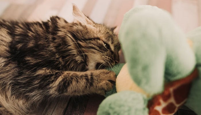 A cat chews on a pet toy. — Unsplash/File