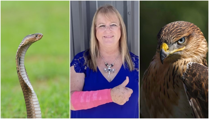 Peggy Jones, 54 with her injured arm after the hawk and snake attack — CBS/File