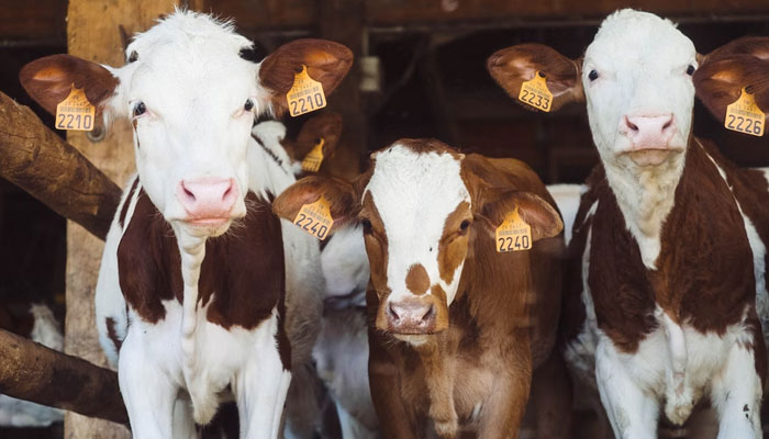 A herd of three cows in a barn. — Unsplash/File