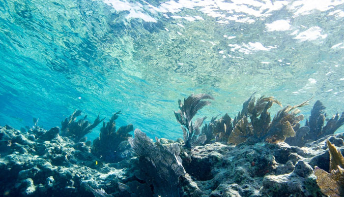 Fish swim around a coral reef in Key West, Florida. — AFP/File