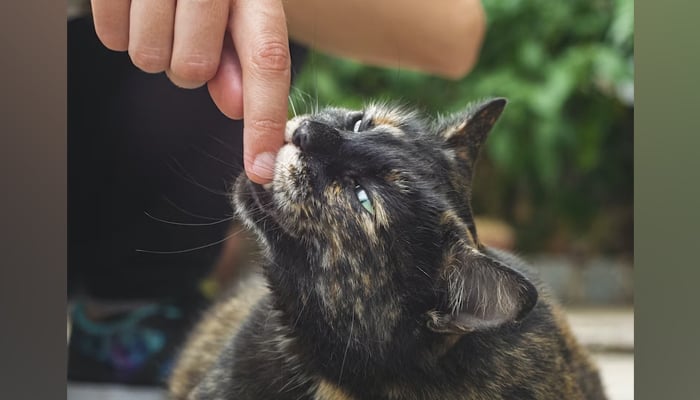 A representational image of a cat giving a friendly nip to a person. — Unsplash/File