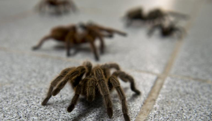 A representational image of a spider can be seen. — AFP/File