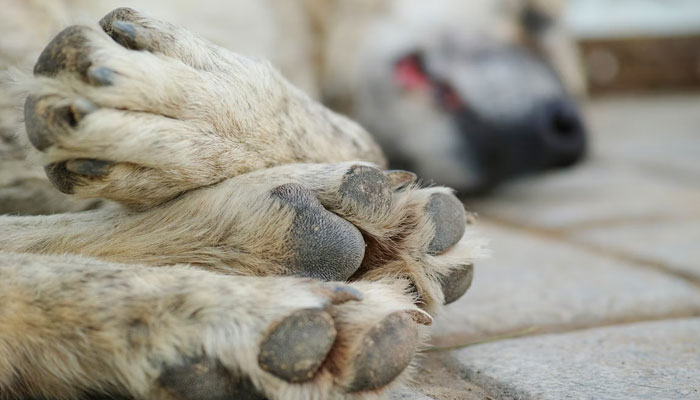 Dog daycare owner heartbroken over 10 canine deaths. Representational image by Unsplash