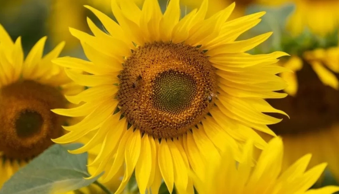 An image of sunflowers from the Stoke Fruit Farm — AFP/Files