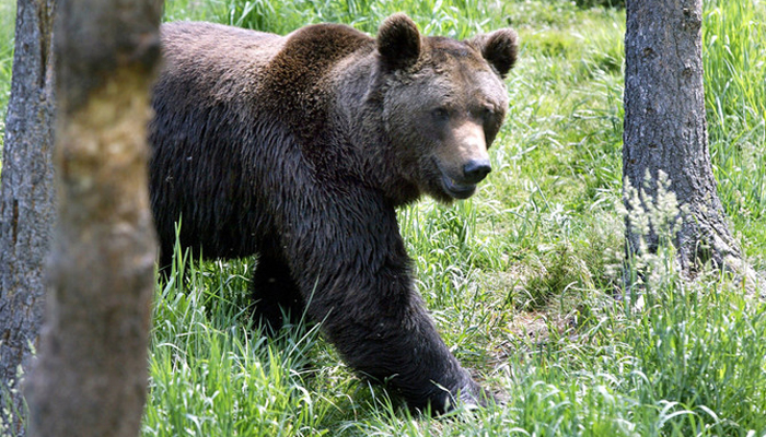 A bear in Les Angles, southwestern France can be seen walking in this picture. — AFP/File