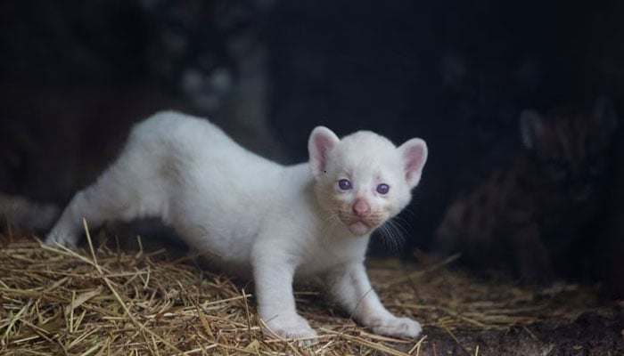 A month-old albino puma cub, born in captivity, is seen at its enclosure at Thomas Belt Zoo, in Juigalpa, Nicaragua August 22, 2023. —Maynor Valenzuela