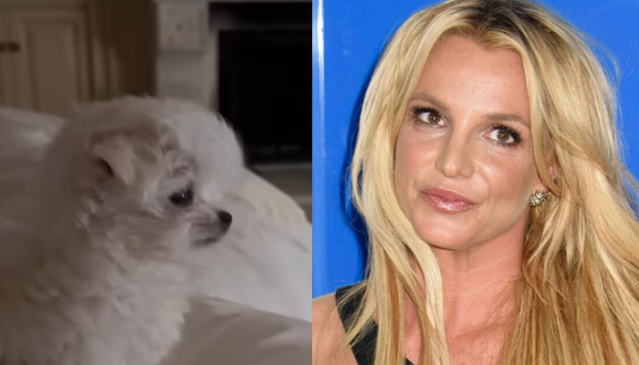 Britney Spears faces backlash by PETA activists over latest furry addition to family