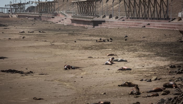 This picture shows dead sea lions lying on a beach in Arica, Chile on April 1, 2023. — AFP