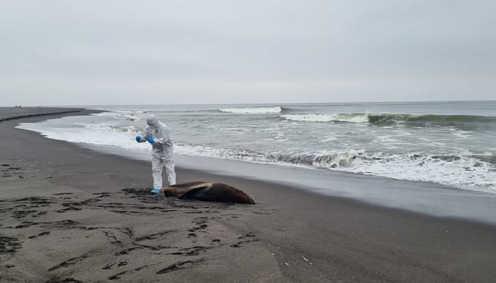 This picture shows a Sernapesca employee taking samples from a dead sea lion on a beach in the Magallanes region in Chile on May 25, 2023. — AFP