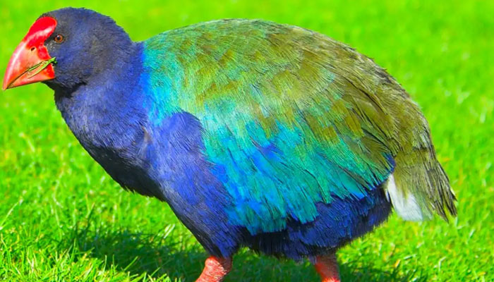 Takahe is a flightless bird of nearly 50 centimetres in size.—Twitter@alfonslopeztena