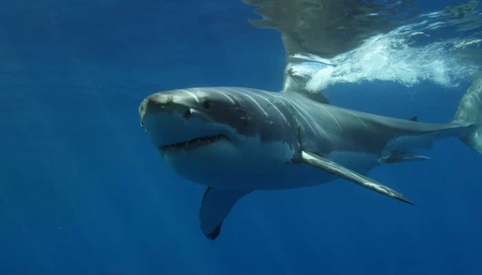 shark attack wounds