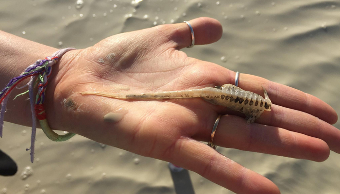 This photograph released on September 3, 2023, shows a three-eyed shrimp in the palm of a person who attended the Burning Man at the Black Rock Desert in Nevada. — Twitter/X/@SONICAIDS