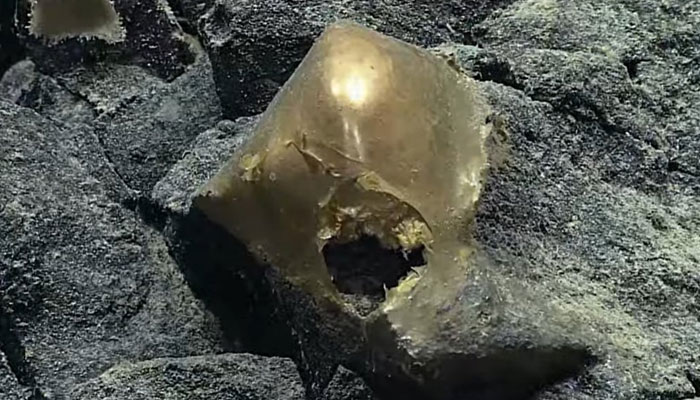 The mysterious golden egg that was discovered under the sea by researchers. — X@oceanexplorer