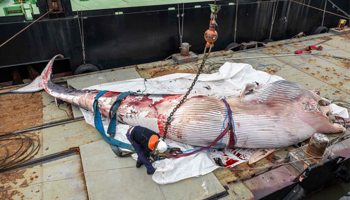 An employee stands next to the body of a dead fin whale removed from the waters after the cetacean surfaced on August 28, at the Port of Antwerp-Bruges, in Antwerp, on August 29, 2023. — AFP