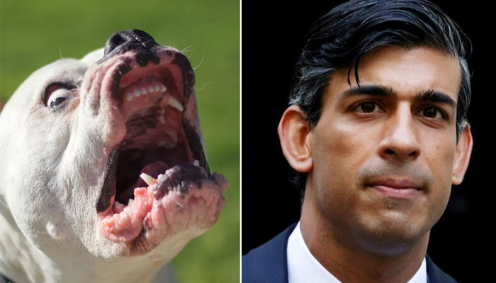 UK Prime Minister Rishi Sunak and an American Bully dog. — AFP
