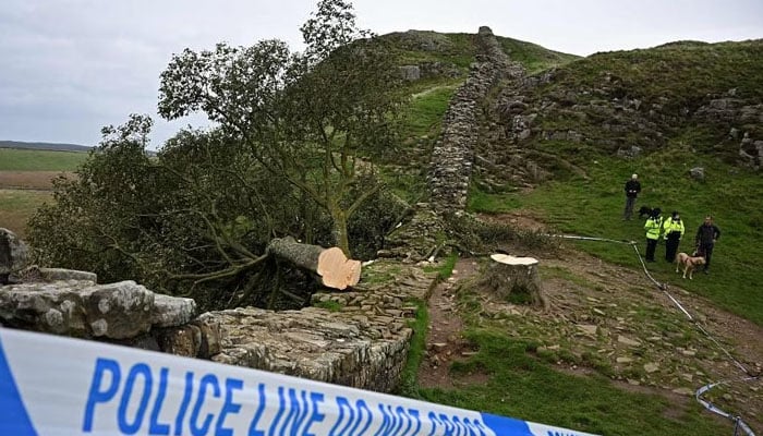 The Sycamore Gap, which was named the 2016 Tree of the Year by the Woodland Trust, has been reduced to a small stump. — AFP