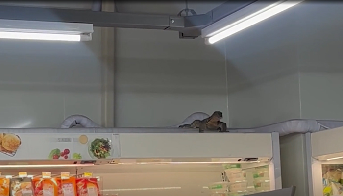 This still taken from a video released on October 12, 2023, shows a giant lizard above shelves in Thai convenience store in Nakhon Pathom, Thailand. — New York Post