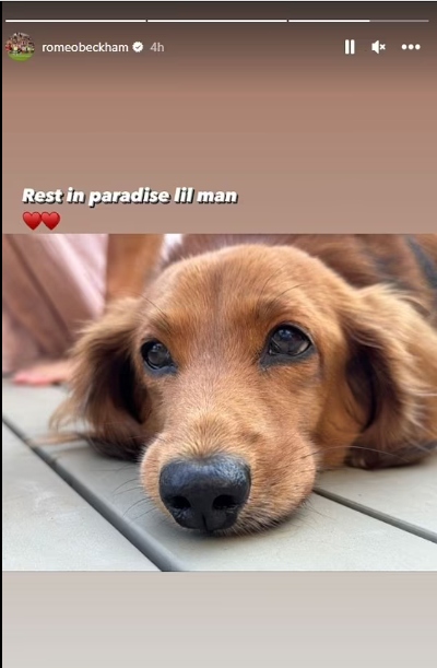 Romeo Beckham, girlfriend Mia Regan mourn death of beloved family dog