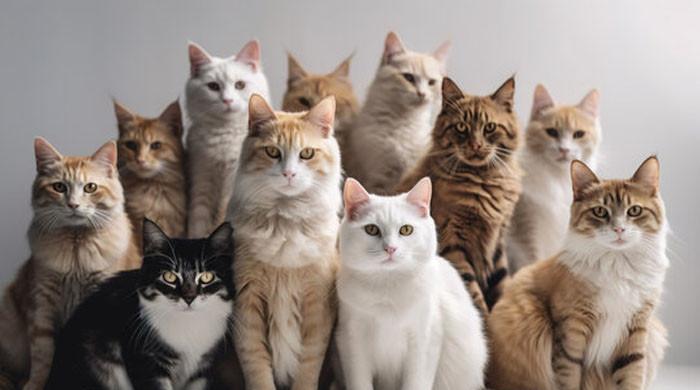 CAT-AS-TROPHE AVERTED: Chinese police rescues 1,000 cats from illegal ...