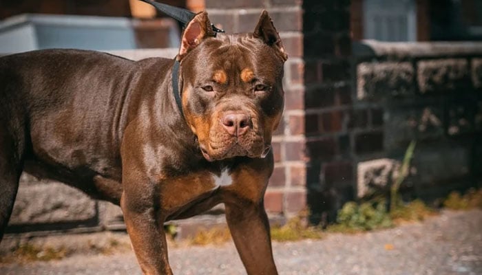 Britain Considers Banning American XL Bully Dogs After Attack On