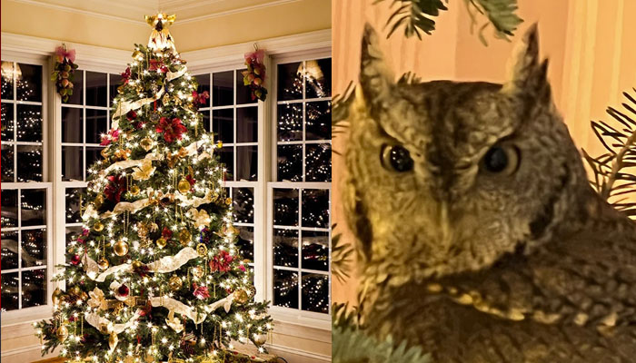 A baby owl found in the Christmas tree bought by a Kentucky family. — Instagram/@bobbyhayes