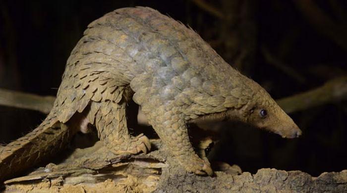 VIDEO: Critically Endangered Pangolin Surprises Chiniot People