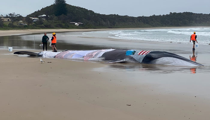 The team will attempt to move the whale at high tide later today. — ABC