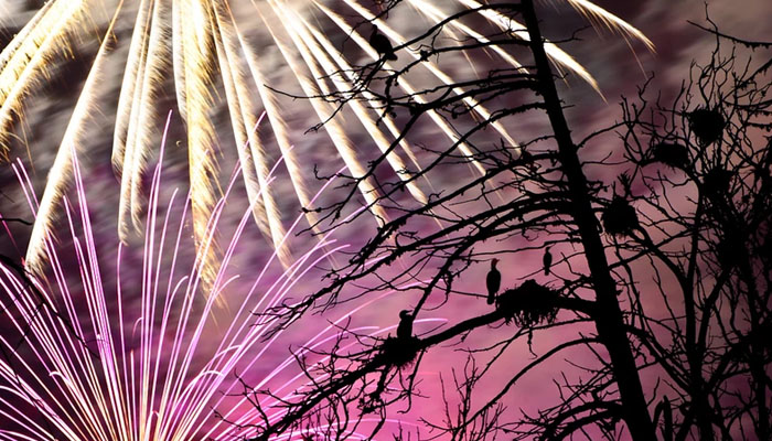 Fireworks on New Years Eve near birds sitting on a tree. — X/@howardignatius