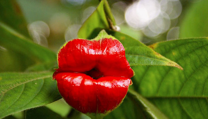 A Psychotria elata plant. — X/@undersunblog