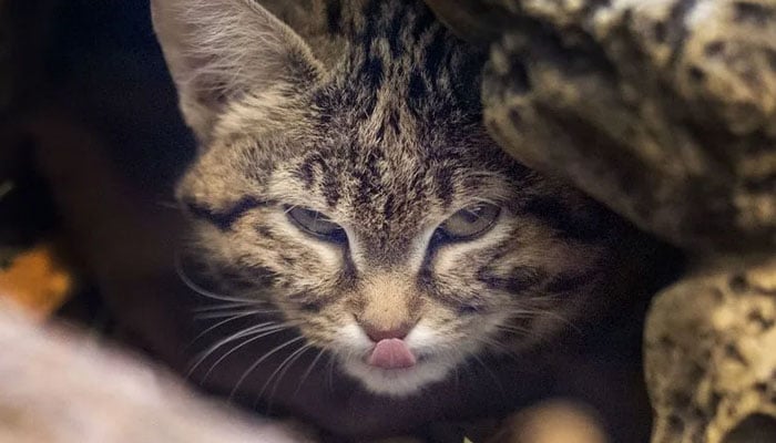 Gaia, a black-footed cat, peers out from her enclosure at the Hogle Zoo in Salt Lake City on Wednesday, January 3, 2024. — X/@lauraseltz