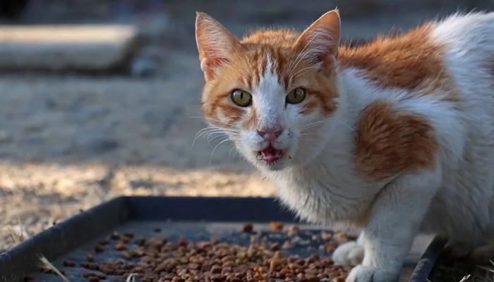 A cat can be see in this undated image. — AFP/File