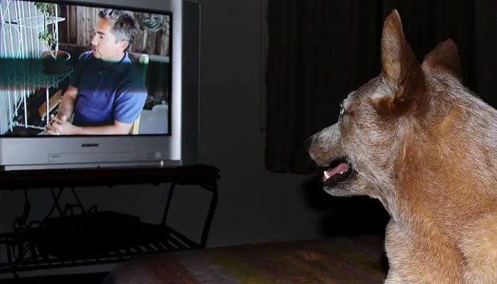 A dog is watching television. — Popular Science