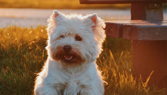 A West Highland white terrier also known as Westie. — Unsplash
