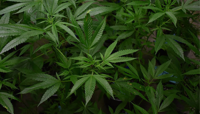 A cannabis plant. — Pixabay