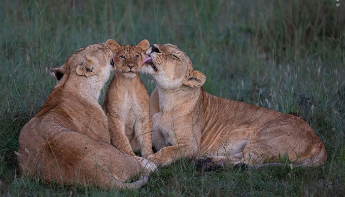 Shared Parenting by wildlife photographer Mark Boyd. — Natural History Museum