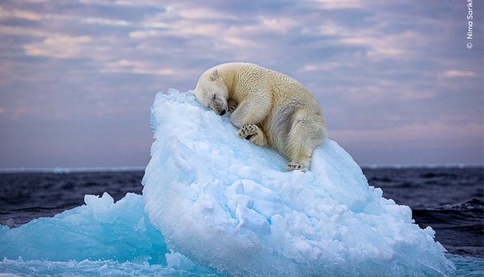 Ice Bed by Wildlife photographer Nima Sarikhani. — Natural History Museum